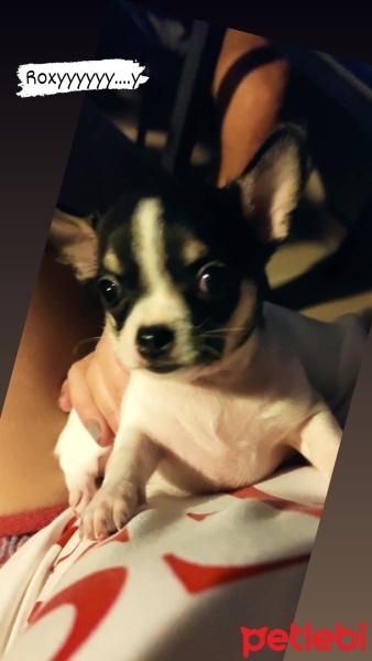 Chihuahua, Köpek  Roxy fotoğrafı