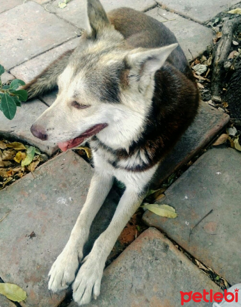 Sibirya Kurdu (Husky), Köpek  mexi fotoğrafı
