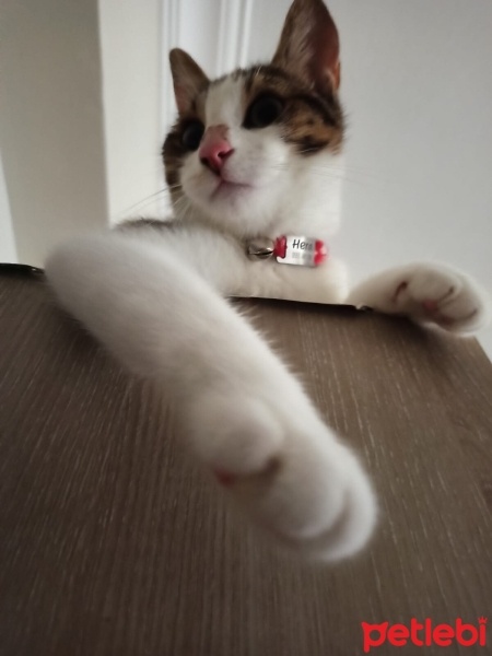 Soke, Kedi  Hera fotoğrafı