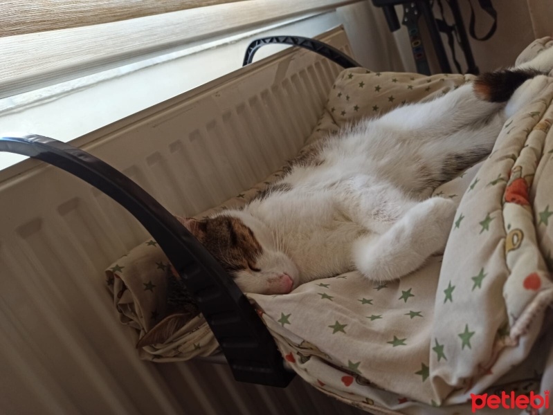 Soke, Kedi  Hera fotoğrafı