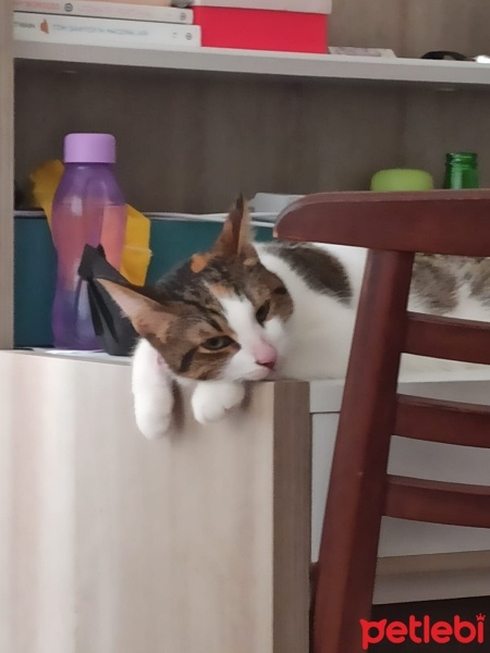 Soke, Kedi  Hera fotoğrafı