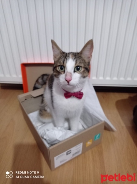 Soke, Kedi  Hera fotoğrafı
