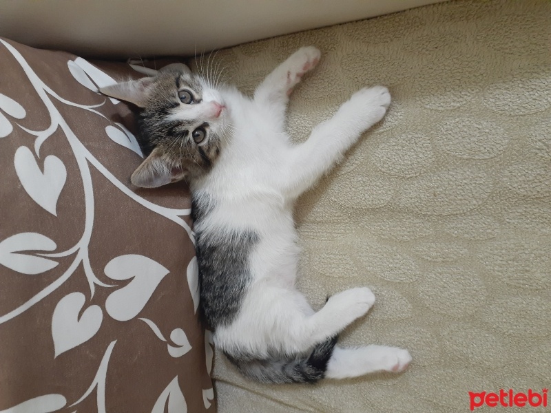 Tekir Kedi, Kedi  Şeker fotoğrafı