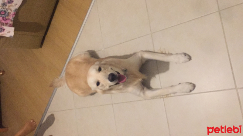 Golden Retriever, Köpek  Luca fotoğrafı