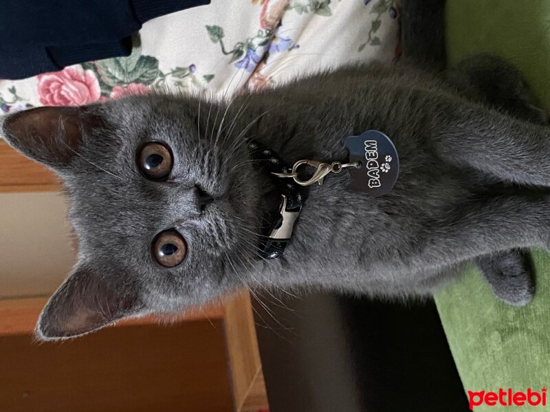 British Shorthair, Kedi  BADEM fotoğrafı