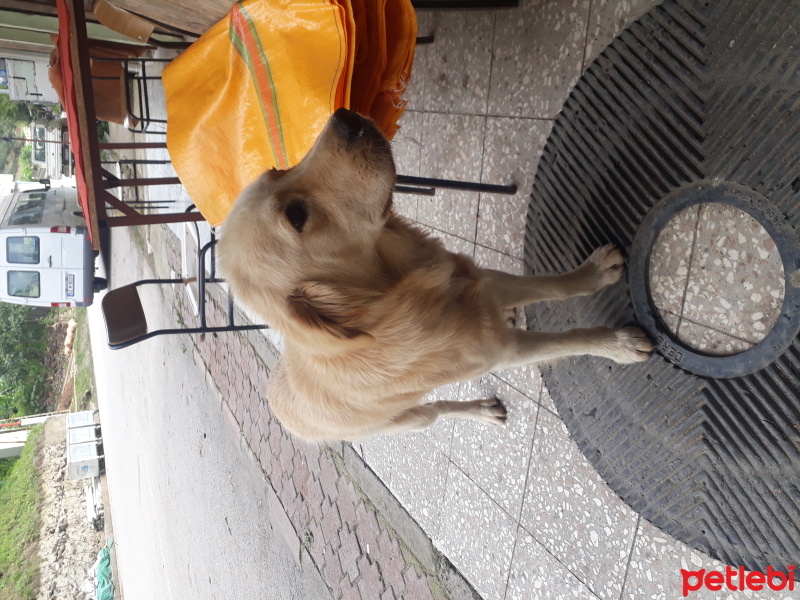 Golden Retriever, Köpek  Karamel fotoğrafı