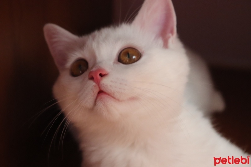 British Shorthair, Kedi  Hera fotoğrafı