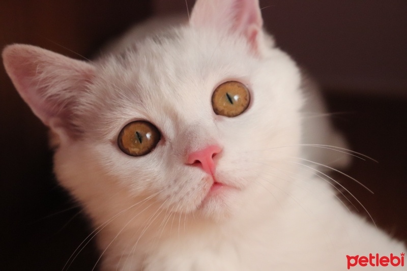 British Shorthair, Kedi  Hera fotoğrafı