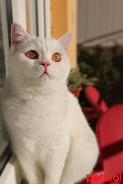 British Shorthair, Kedi  Hera fotoğrafı