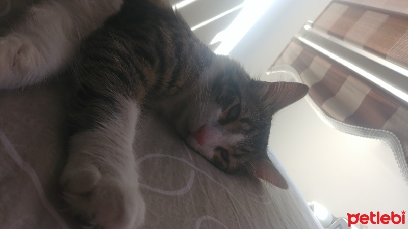 Tekir Kedi, Kedi  şakir fotoğrafı