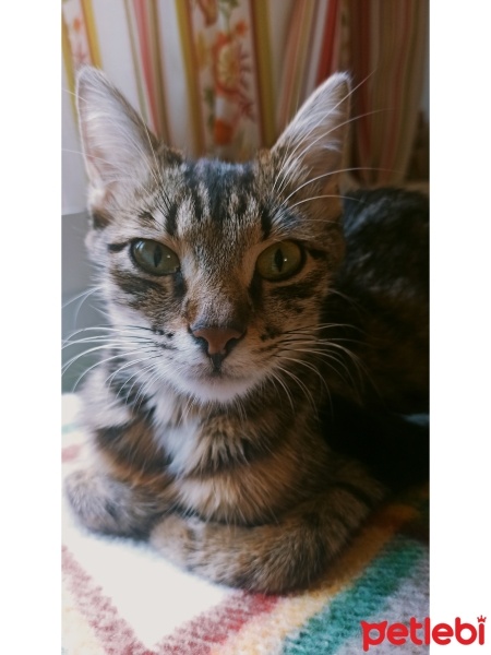 Tekir Kedi, Kedi  Bihter fotoğrafı
