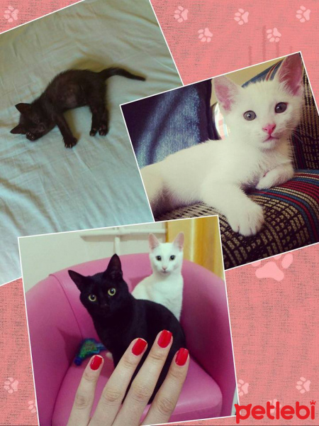 Soke, Kedi  gölge fotoğrafı