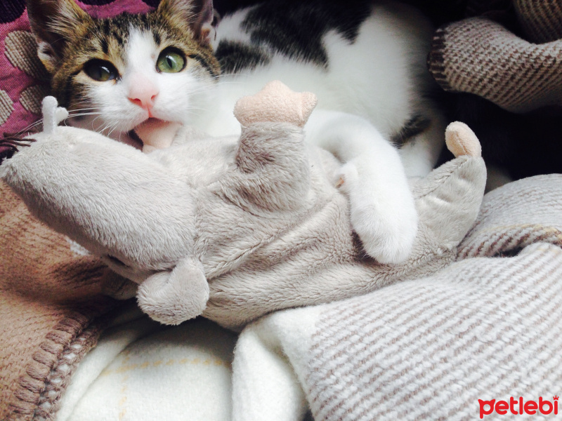 Tekir Kedi, Kedi  Ceku fotoğrafı