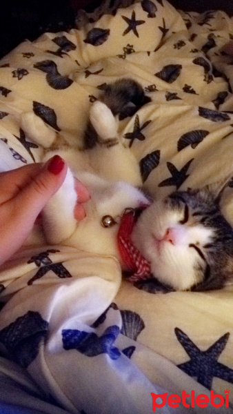 Tekir Kedi, Kedi  Ceku fotoğrafı