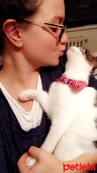 Tekir Kedi, Kedi  Ceku fotoğrafı