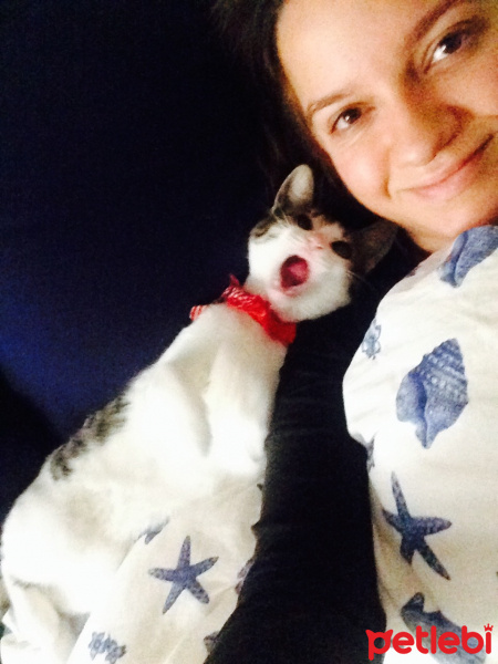 Tekir Kedi, Kedi  Ceku fotoğrafı