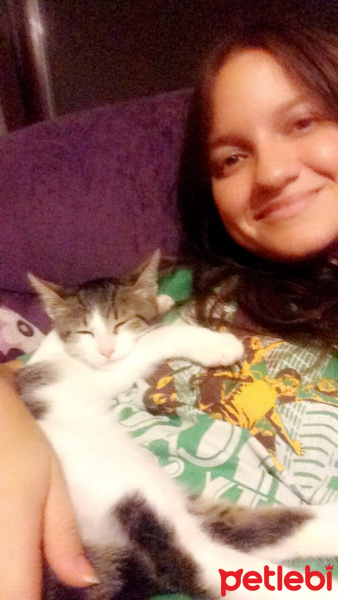 Tekir Kedi, Kedi  Ceku fotoğrafı