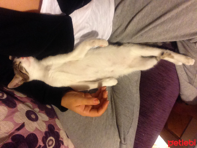 Tekir Kedi, Kedi  Ceku fotoğrafı