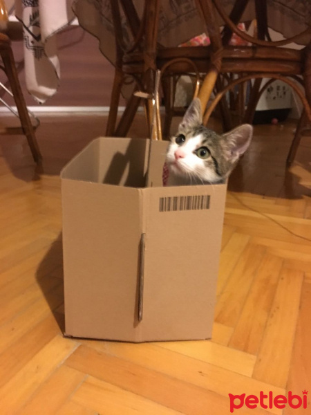 Tekir Kedi, Kedi  Ceku fotoğrafı