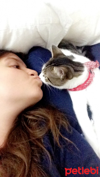 Tekir Kedi, Kedi  Ceku fotoğrafı