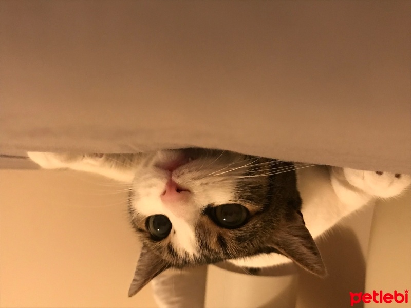 Tekir Kedi, Kedi  Ceku fotoğrafı