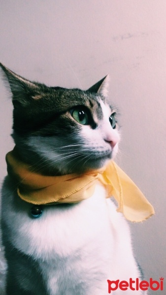 Tekir Kedi, Kedi  Ceku fotoğrafı