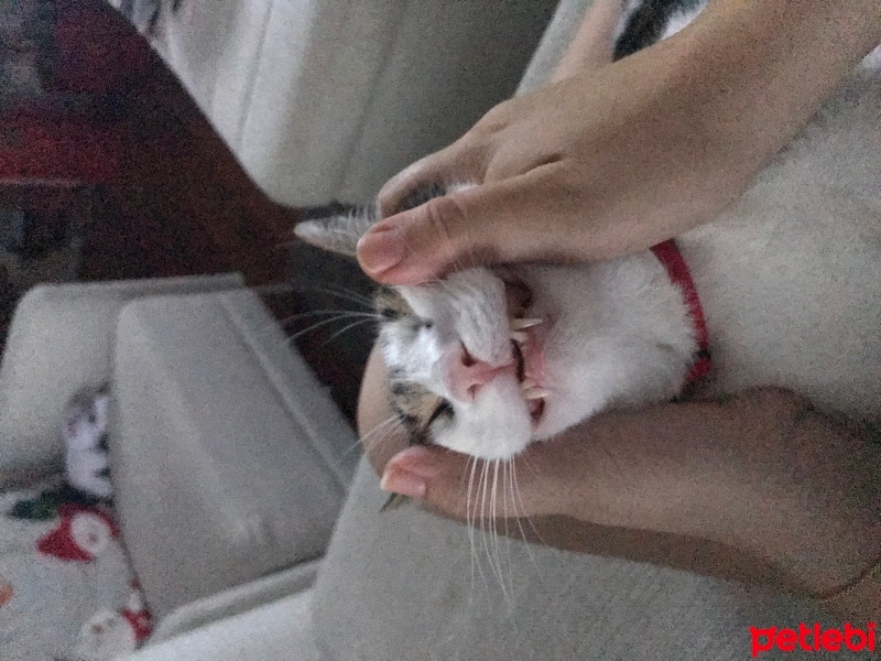 Tekir Kedi, Kedi  Ceku fotoğrafı
