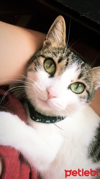 Tekir Kedi, Kedi  Ceku fotoğrafı