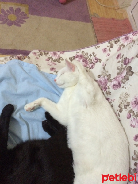 Soke, Kedi  beyaz fotoğrafı