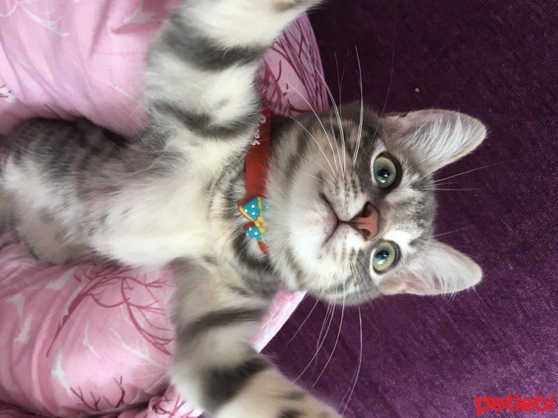 Tekir Kedi, Kedi  Mila fotoğrafı