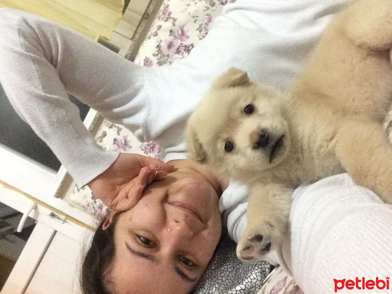 Sokö (Sokak Köpeği), Köpek  eolo fotoğrafı
