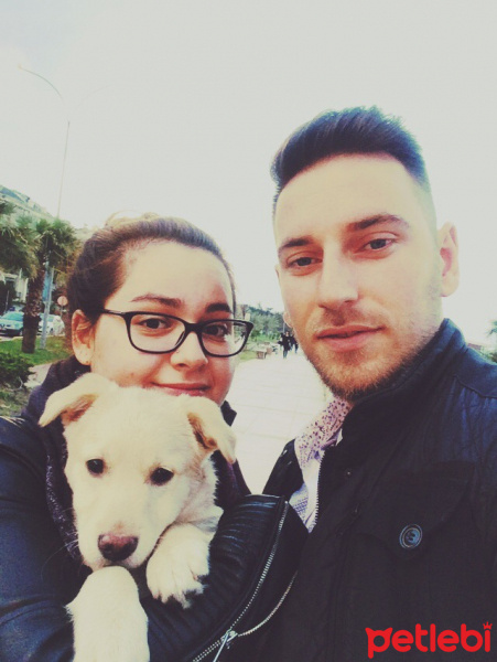 Sokö (Sokak Köpeği), Köpek  eolo fotoğrafı