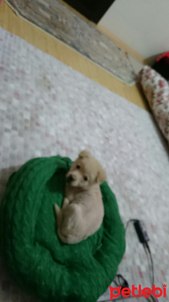 Sokö (Sokak Köpeği), Köpek  eolo fotoğrafı