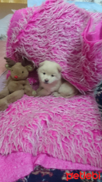 Sokö (Sokak Köpeği), Köpek  eolo fotoğrafı