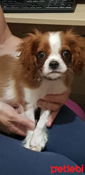 Cavalier King Charles Spanieli, Köpek  Panço fotoğrafı