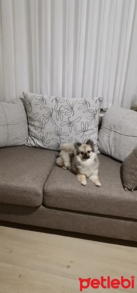 Pomeranyalı, Köpek  Yumak fotoğrafı