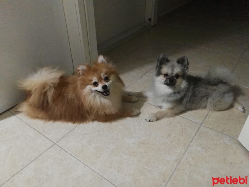 Pomeranyalı, Köpek  Yumak fotoğrafı