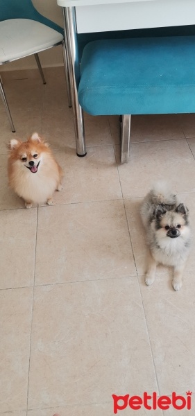 Pomeranyalı, Köpek  Yumak fotoğrafı