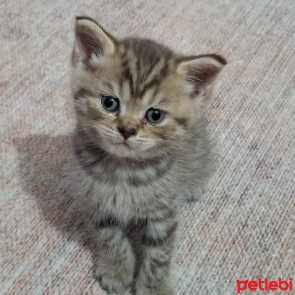 British Shorthair, Kedi  Küçük aslan yavruları fotoğrafı