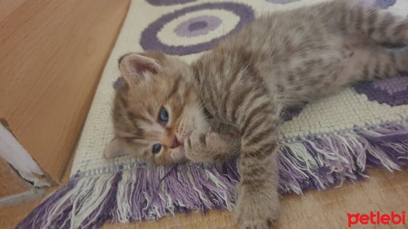 British Shorthair, Kedi  Küçük aslan yavruları fotoğrafı