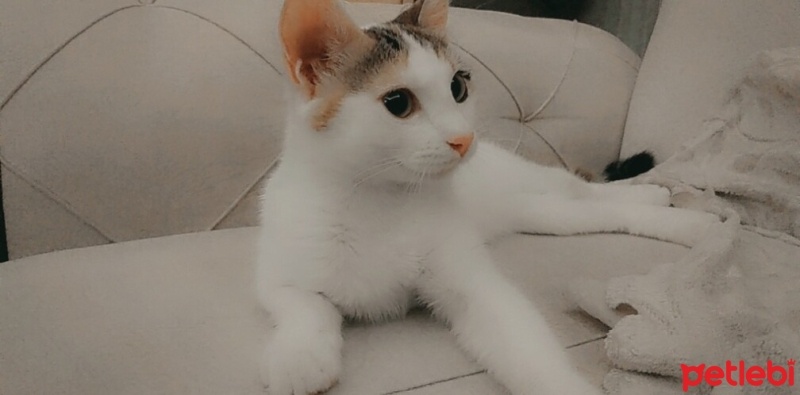 Tekir Kedi, Kedi  Aşko fotoğrafı