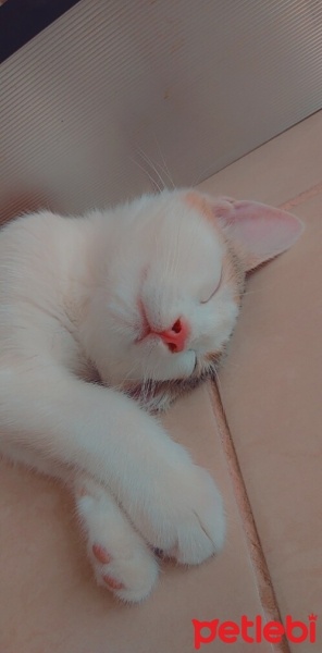 Tekir Kedi, Kedi  Aşko fotoğrafı