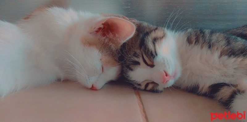 Tekir Kedi, Kedi  Aşko fotoğrafı