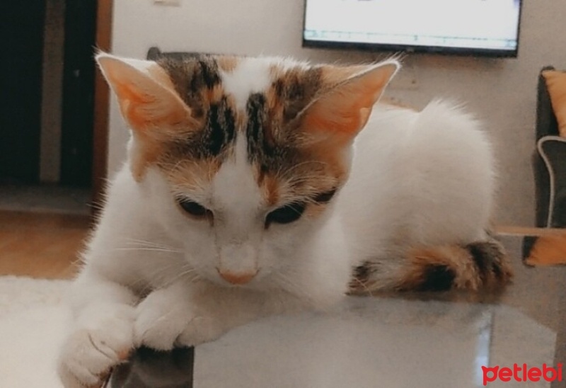 Tekir Kedi, Kedi  Aşko fotoğrafı