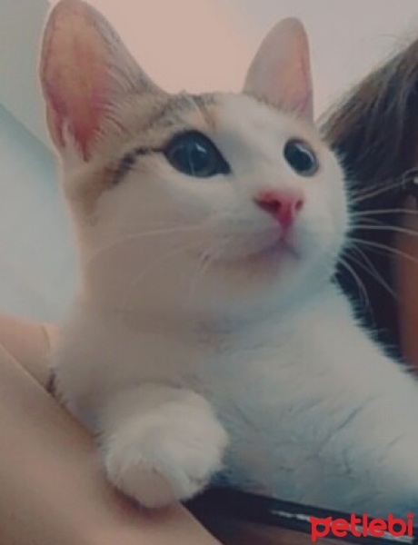 Tekir Kedi, Kedi  Aşko fotoğrafı