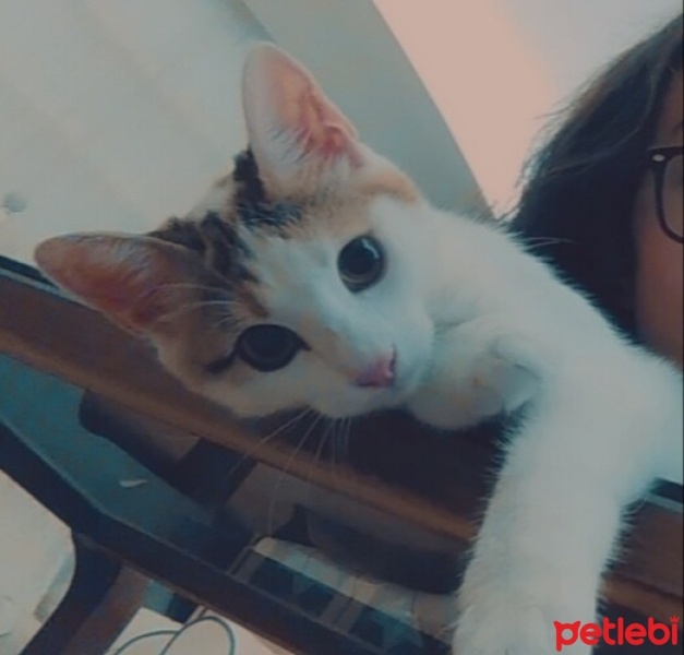 Tekir Kedi, Kedi  Aşko fotoğrafı