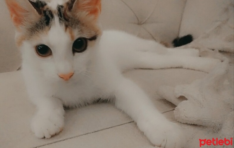 Tekir Kedi, Kedi  Aşko fotoğrafı