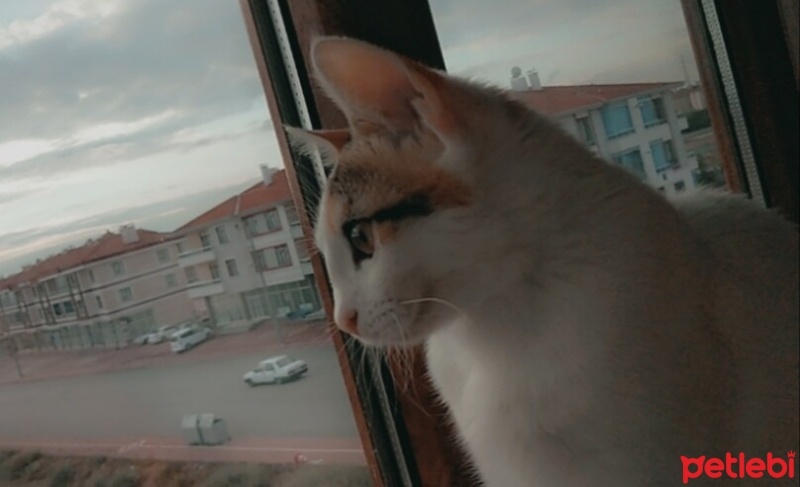 Tekir Kedi, Kedi  Aşko fotoğrafı
