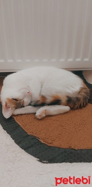 Tekir Kedi, Kedi  Aşko fotoğrafı