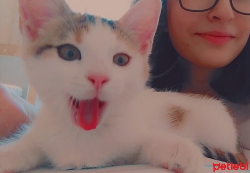 Tekir Kedi, Kedi  Aşko fotoğrafı